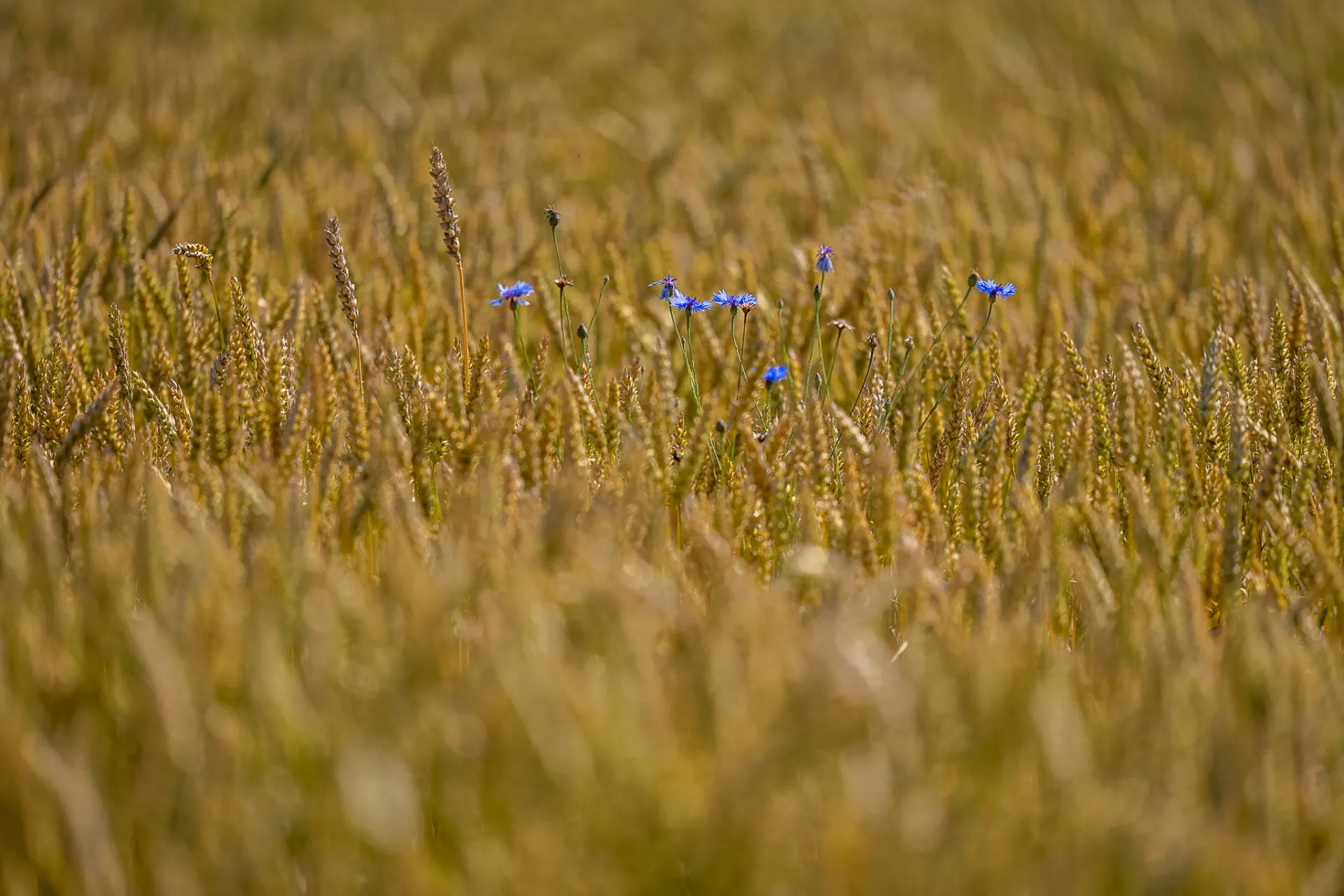 marvanphotograf