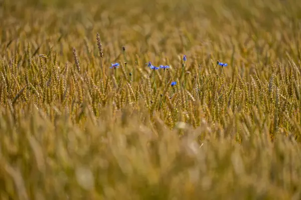 marvanphotograf — Fotogrāfs, Ogre