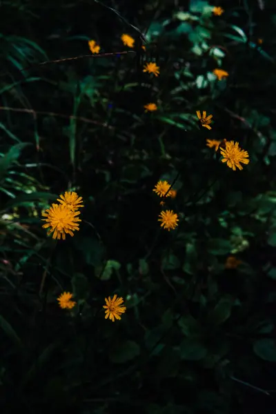 Kristaps Platačs — Fotogrāfs, Sigulda
