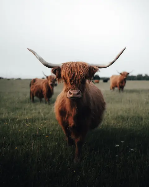 Ugis_Lasmanis — Fotogrāfs, Tukums