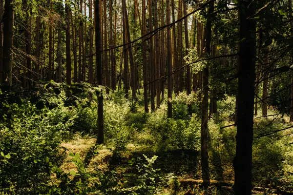 Kristaps Platačs — Photographer, Sigulda