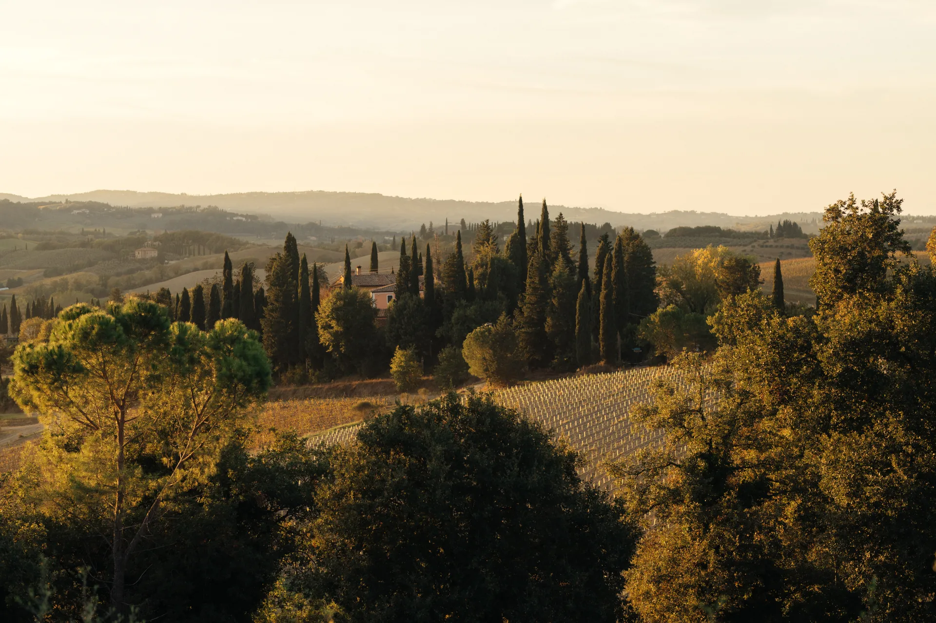 Itālija/Toskāna — A golden-hour landscape of rolling Tuscan hills with cypress trees surrounding a farmhouse, a vineyard in the midground, and leafy trees in the foreground. Soft warm light creates a calm, pastoral mood in a classic landscape style.