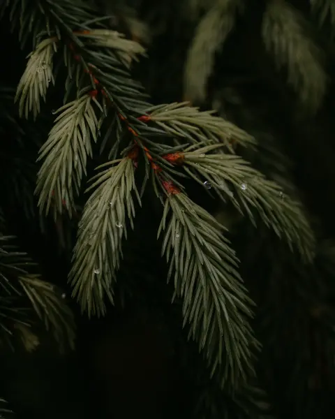 Ugis_Lasmanis — Fotogrāfs, Tukums