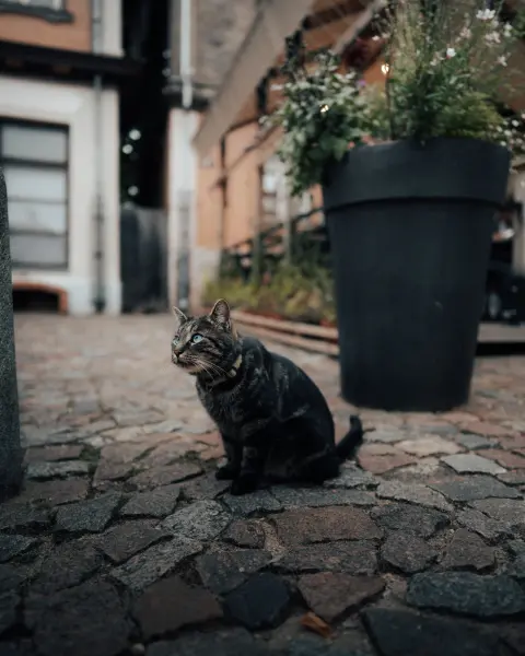 Ugis_Lasmanis — Fotogrāfs, Tukums