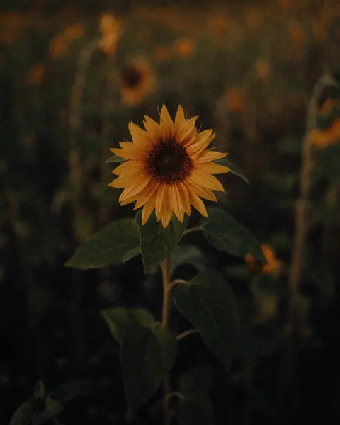 Ugis_Lasmanis — Fotogrāfs, Tukums
