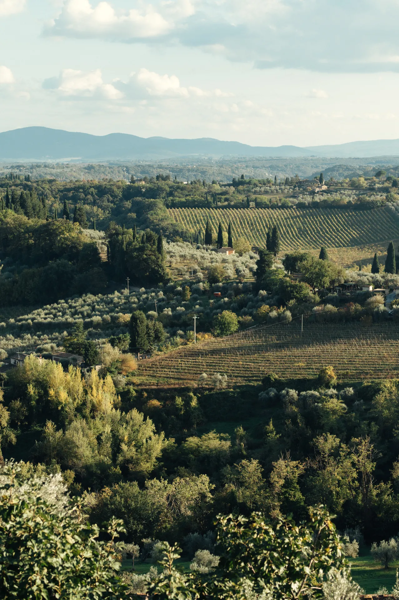Itālija/Toskāna — A wide landscape view of rolling hills covered in vineyards, olive groves, and scattered trees under a partly cloudy sky, with distant mountains on the horizon.