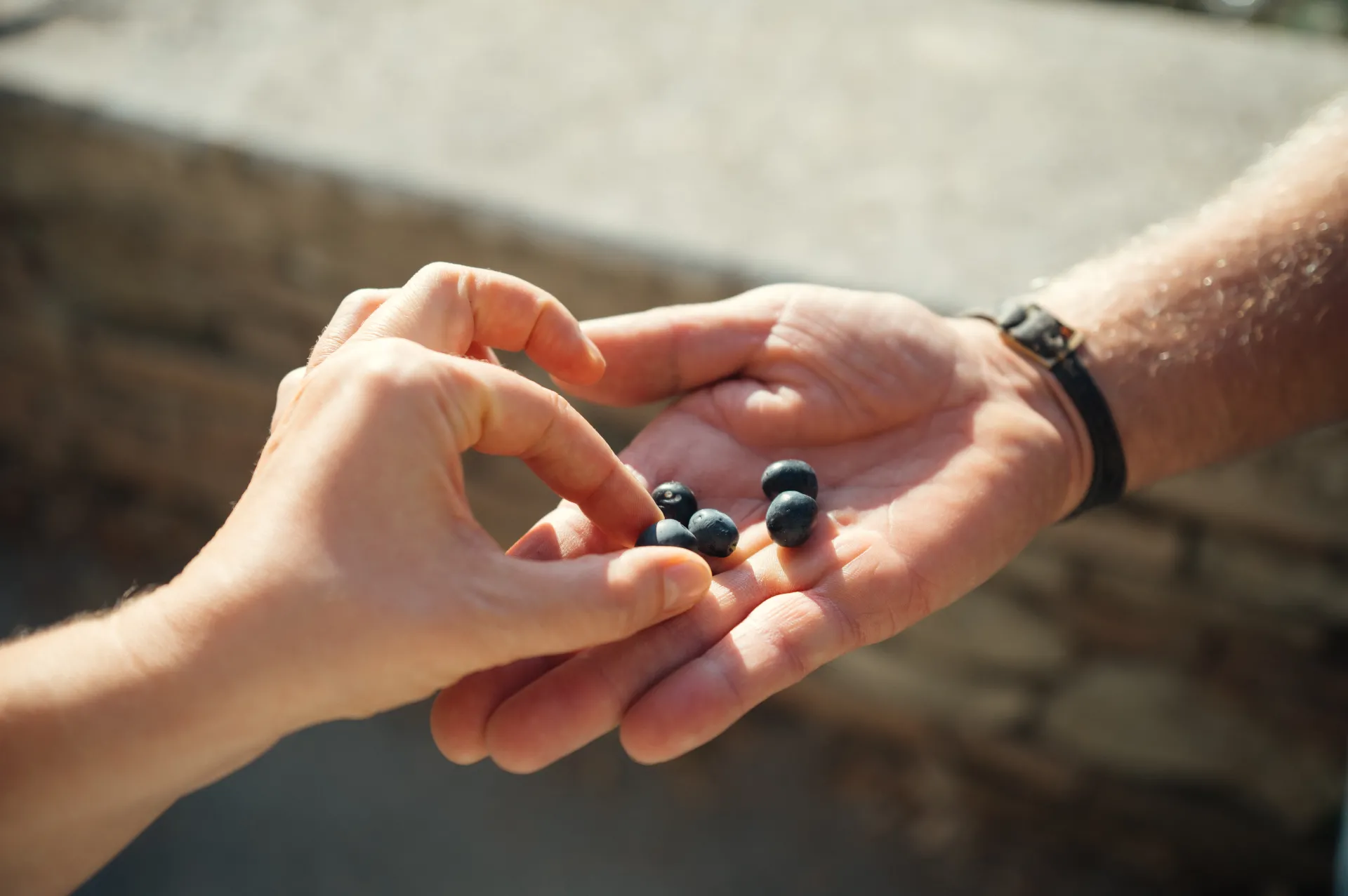 Itālija/Toskāna — Two hands hold several small dark berries in bright sunlight, one hand gently picking them from the other palm against a blurred stone wall background.